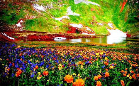 Colorful Mountain Flowers In A High Valley