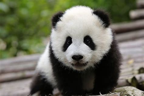 Video Ve Vídni Se Narodila Panda Zoo Magazín