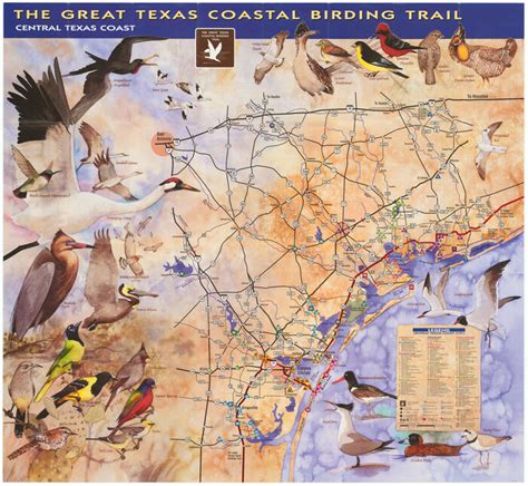 The Great Texas Coastal Birding Trail Central Texas Coast 94340 The