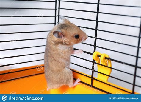 Cute Little Fluffy Hamster Climbing In Cage Stock Image Image Of