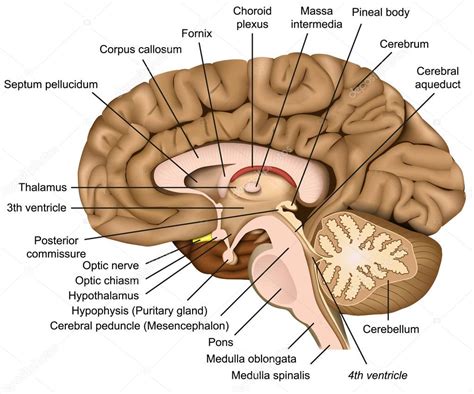 Anatomía Cerebral Humana 3d Vector Ilustración Sobre Fondo Blanco 2024