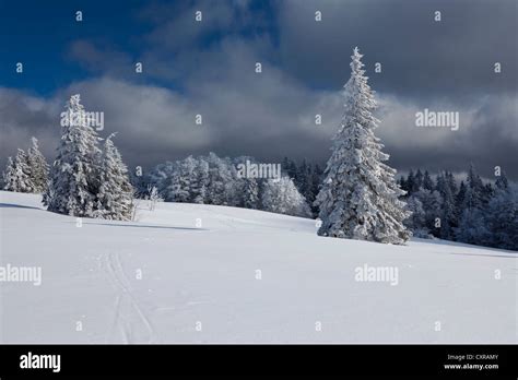 Firs In The Fresh Snow On Kandel Mountain Black Forest Mountain Range
