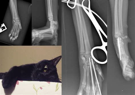 Partial Carpal Arthrodesis In A Cat Vetfix