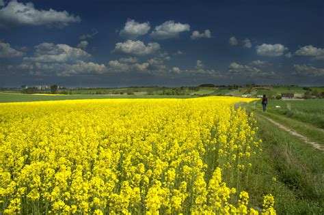 Rzepakowe pola - zdjęcie na portalu Głogowa