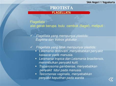 Ppt Protista Powerpoint Presentation Id4163707