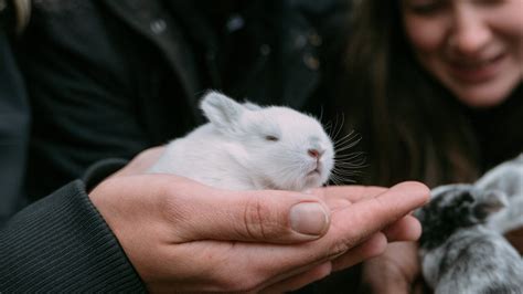 5 Fun Rabbit Facts — Woofpurnay Veterinary Hospital Professional