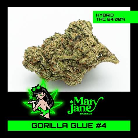 Gorilla Glue4 Mary Jane Thailand
