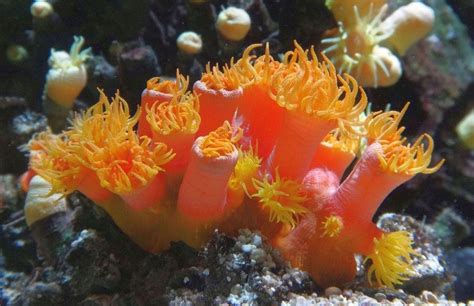 Keeping Orange Cup Coral Or Sun Coral Tubastrea Faulkneri In Your