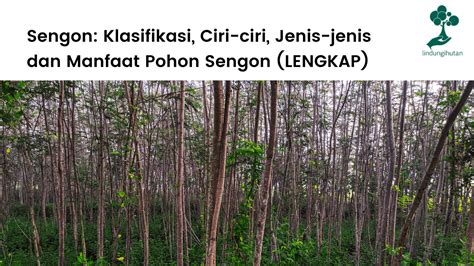 Pohon Sengon Klasifikasi Ciri Ciri Jenis Dan Manfaatnya