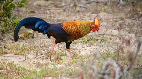 Amazing Sri Lankan Jungle Fowl Foraging The Forests Of Yala National