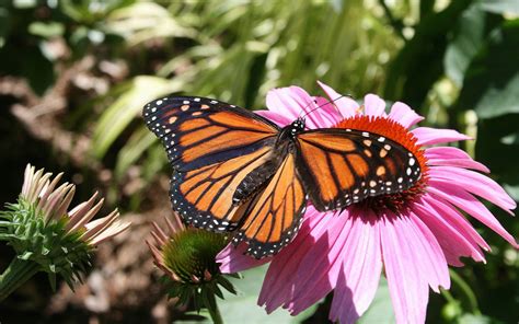 Monarch Butterfly Wallpapers Wallpaper Cave