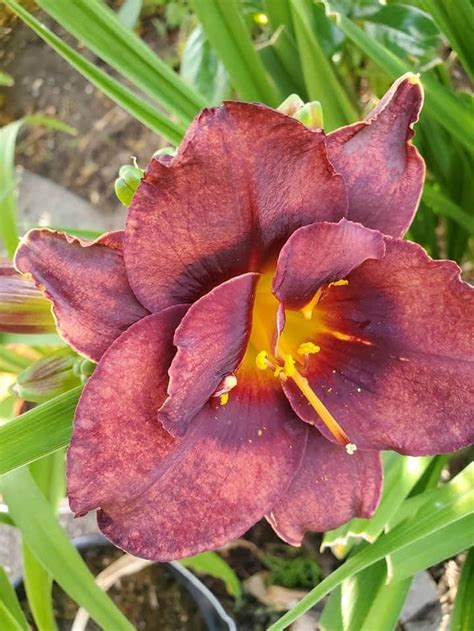 Daylily Double Blooms Deep Red Vodoo Dancer Etsy