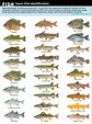 Fish Species In West Virginia - Unique Fish Photo
