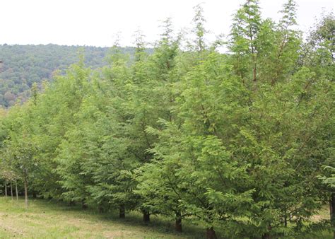 We did not find results for: Dawn Redwood | Shade Tree Farm
