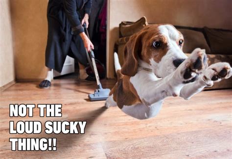 23 Funny Beagle Memes That Will Make You Laugh Non Stop