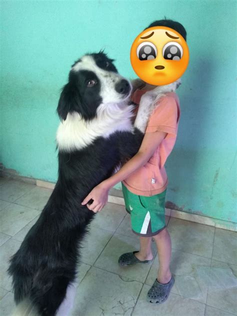 Apareció Mosho El Perro Terapéutico Que Estaba Desaparecido En Viedma