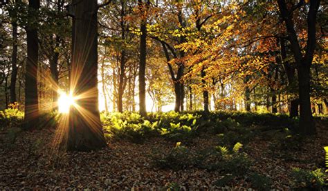 Images Rays Of Light Sun Autumn Nature Forests Trees 600x351
