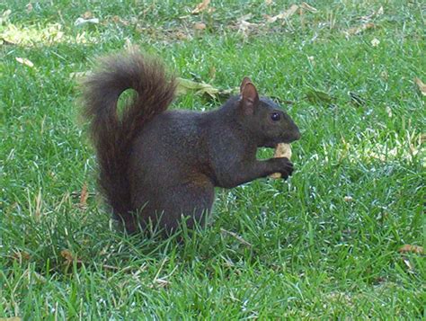 Feeding The Squirrels In The P Free Photo Download Freeimages