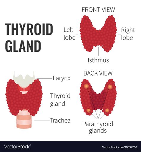 Thyroid Gland Diagram Royalty Free Vector Image