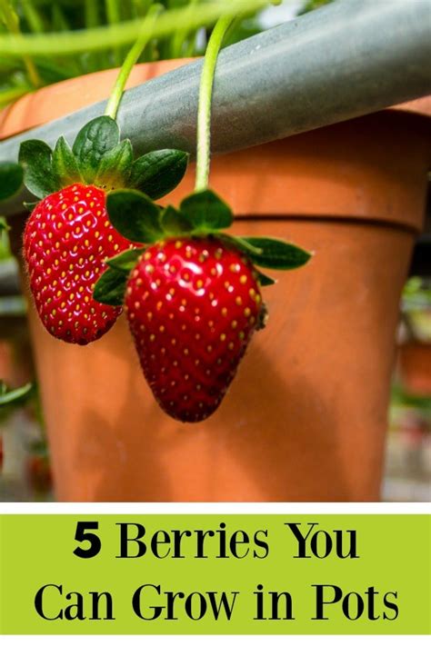 5 Berries You Can Grow In Pots