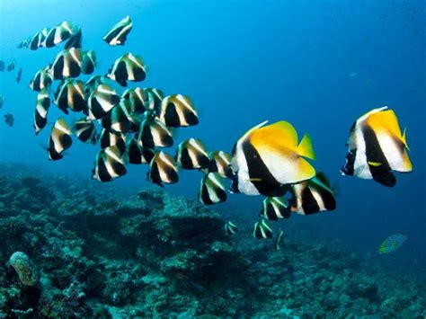 Bannerfish Maldives Indian Ocean Webshots Coral Reef