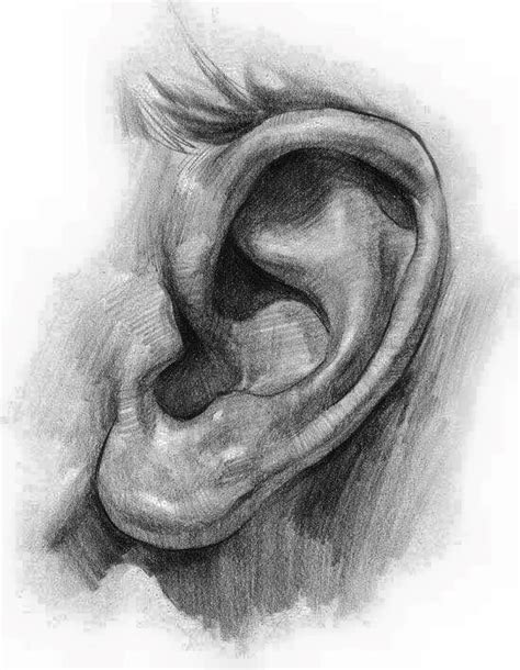 Dibujo Oreja Drawings How To Draw Ears Art Drawings