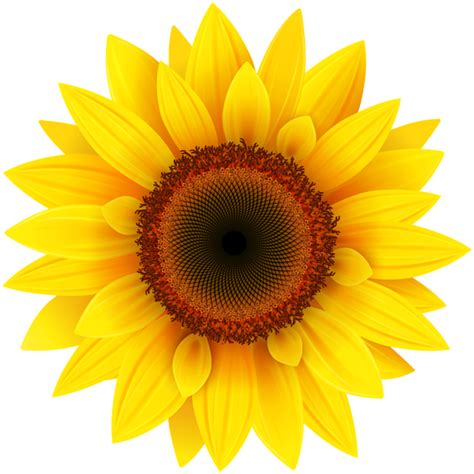 Sunflower Png Clipart Picture Sunflower Wall Art Sunflower Images