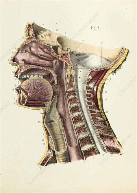 The lumbar region of the spine, more commonly known as the lower back, is situated between the thoracic, or chest, region of the spine, and the sacrum. Mouth and neck anatomy, 1866 illustration - Stock Image ...