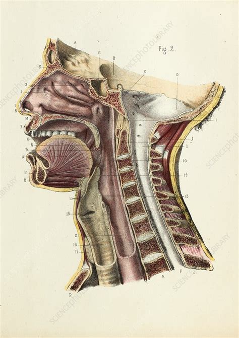All of the anatomical structures of the face with labels on 150 axial and coronal slices from a scan: Mouth and neck anatomy, 1866 illustration - Stock Image ...