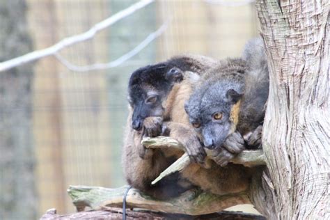 Collared Brown Lemur Binder Park Zoo