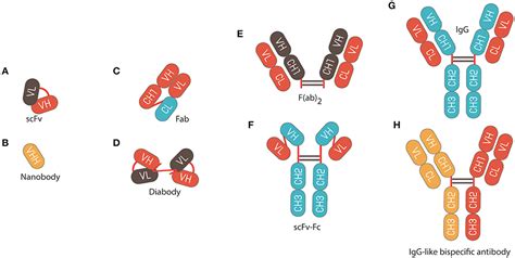 Frontiers Phage Display Derived Monoclonal Antibodies From Bench To