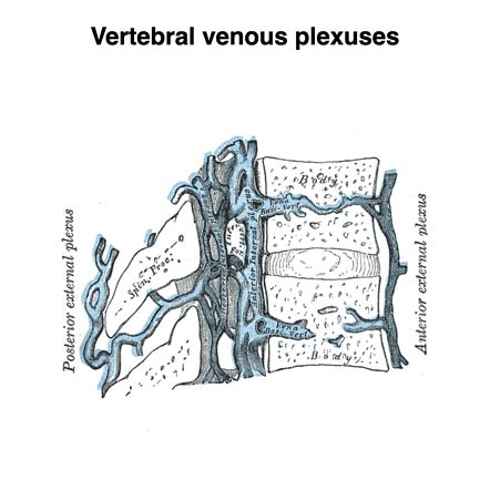 Vertebral Venous Plexus Radiology Reference Article Radiopaedia Org