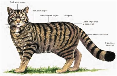 A cats skeleton is very similar to that of a human being, however it does lack the shoulder blade bones. A Kilchoan Diary: Wildcats