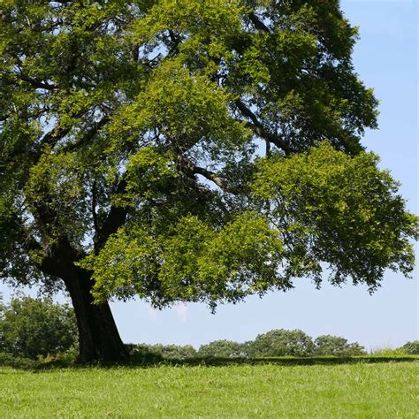 American Elm Trees For Sale