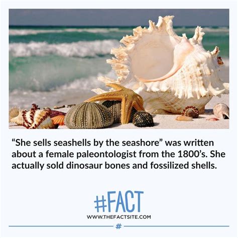 “she Sells Seashells By The Seashore” Was Written About A Female Paleontologist From The 1800s