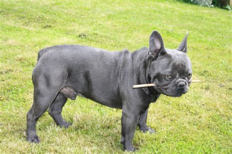 We found that blue frenchies color come from a rare gene known as the dilute gene(d) which alters the coat color of frenchies from black to blue (gray) and can also be the cause of the change in their own eye color. Pin op бульки