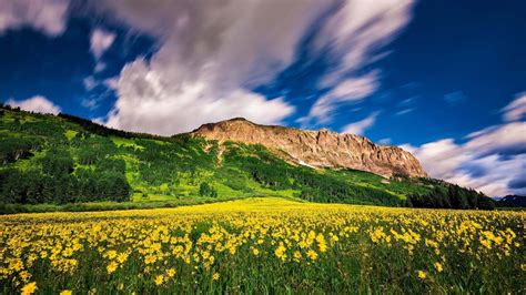Nature Landscape Meadow With Yellow Flowers And Green Forest Rock