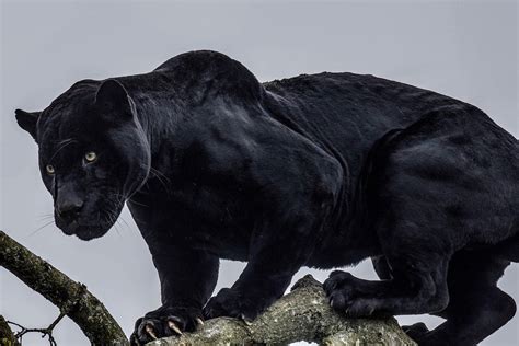 About To Make A Powerful Jump Panther Facts Panther Black Panther