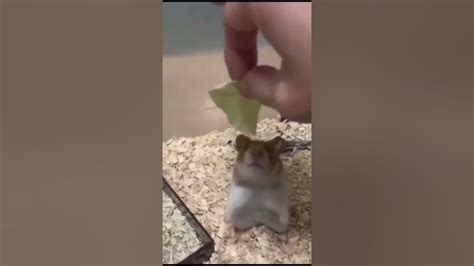 Flying Hamster！ Youtube