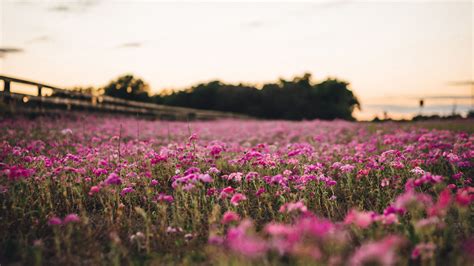 Light Dark Pink Flowers Field In Blur Background Hd Flowers Wallpapers