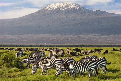 Amboseli National Park Travel Southeastern Kenya Kenya Lonely Planet