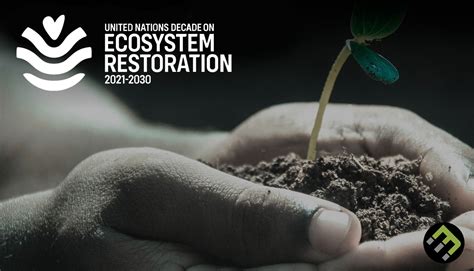 Were In The Un Decade On Ecosystem Restoration Heres What That Means