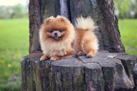 Find Your Pomeranian Puppy For Sale In Massachusetts