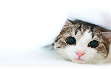 18 Cute Cat Pictures And Cat Wallpapers Because Cats Are