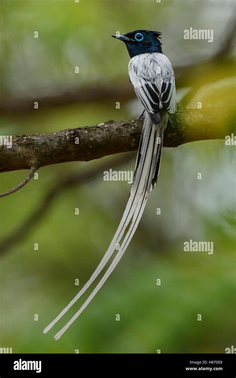 Madagascar Paradise Flycatcher Terpsiphone Mutata Male Berenty