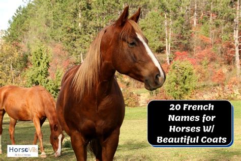 350 Beautiful French Horse Names For Mares And Stallions