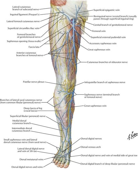 Arteries And Veins Of The Lower Body
