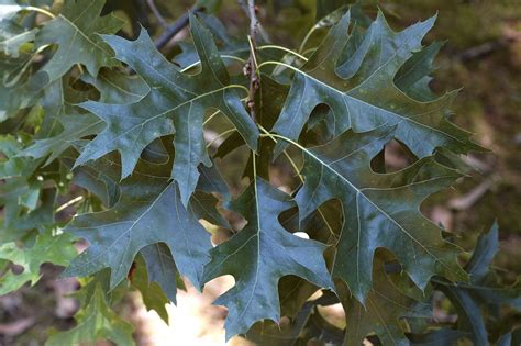 How To Manage And Identify Pin Oak