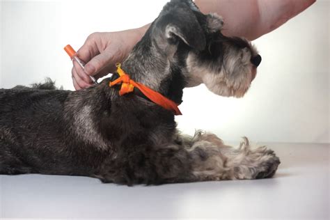 Insulin For Dogs Great Pet Care