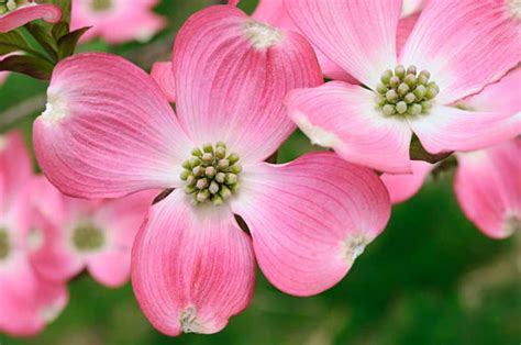 Pink Dogwood Tree For Sale The Basics Plantingtree